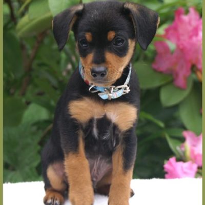 Presley