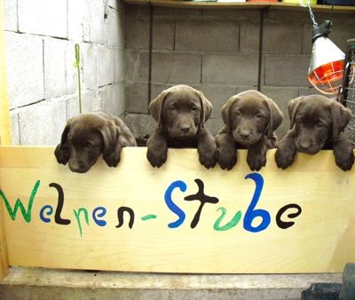 Wellas Welpen