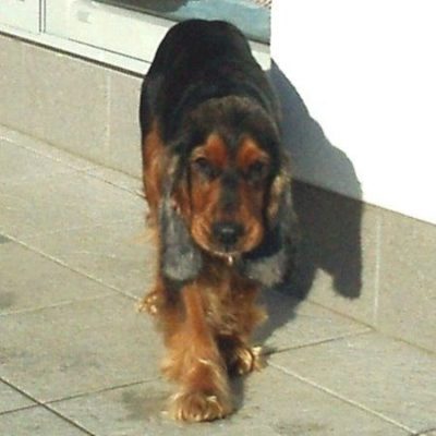 Amba