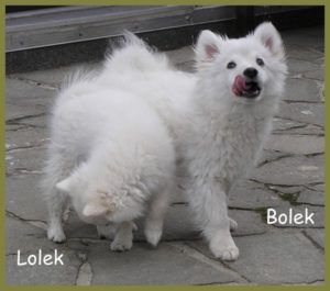 Bolek-13