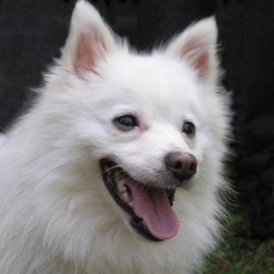 Flixi