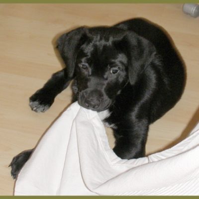 Norbert