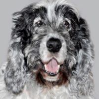 Bastino