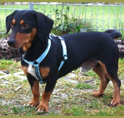 Hubert