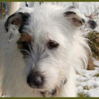 Wilouby