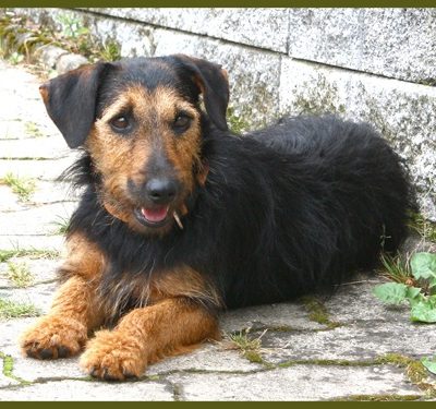 Lilu