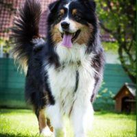 Skipper