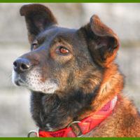 Trudi