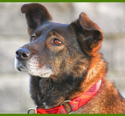 Trudi