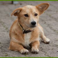 Charlo
