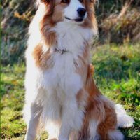 Luko