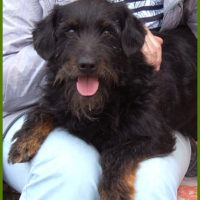 Gereon