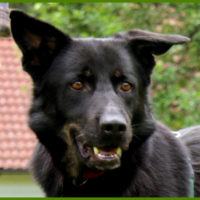 Zila