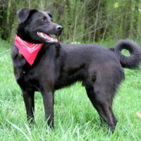 Black Buddy