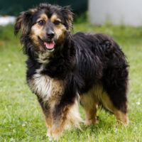 Berta