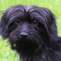 Black Audrey