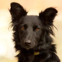 Nalala