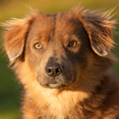 Remo