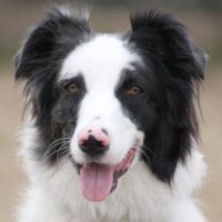 Emmi
