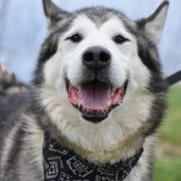 Echo