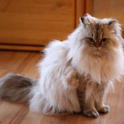 Max