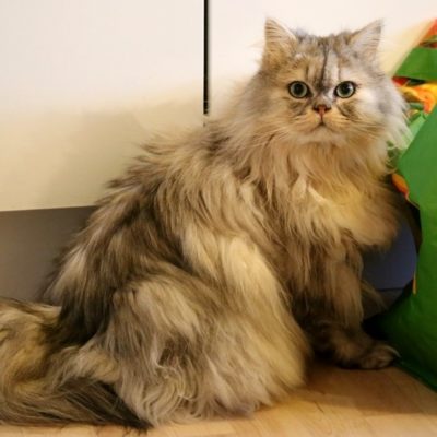 Pauli