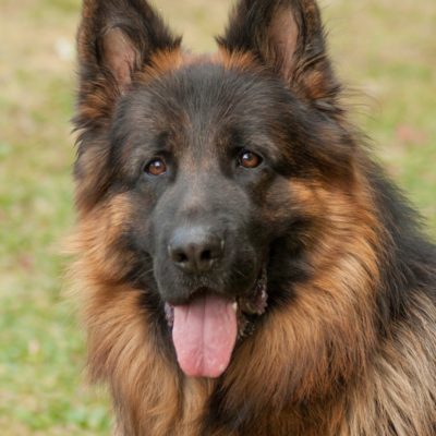 Askan