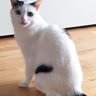 Häppchen