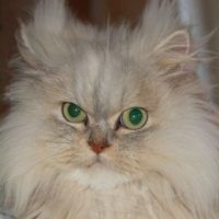 Tilly
