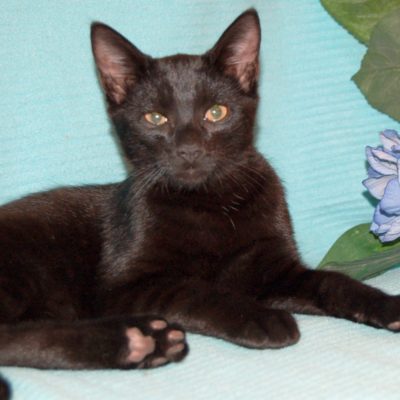Zorro