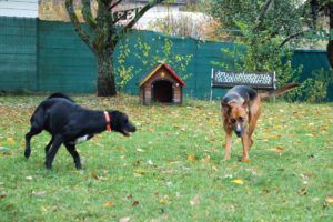 2018-10-29 spielende Hunde 10