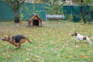 2018-10-29 spielende Hunde 4
