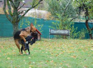 2018-10-29 spielende Hunde 7