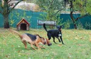 2018-10-29 spielende Hunde 8