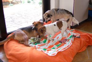 2018-11-02 orange Decke 3 Stueck 2