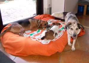 2018-11-02 orange Decke 3 Stueck 3