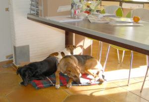 2018-11-06 drei unterm Kuechentisch 1