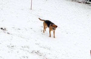2018-11-20 Hunde im Schnee 1