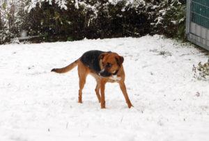 2018-11-20 Hunde im Schnee 10