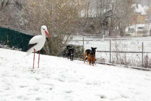 2018-11-20 Hunde im Schnee 11