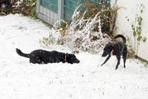 2018-11-20 Hunde im Schnee 12