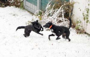 2018-11-20 Hunde im Schnee 13