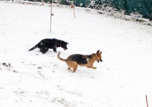 2018-11-20 Hunde im Schnee 2