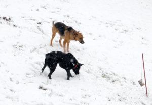 2018-11-20 Hunde im Schnee 3