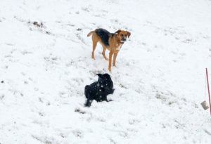 2018-11-20 Hunde im Schnee 4