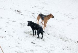 2018-11-20 Hunde im Schnee 5