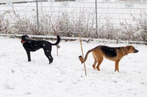 2018-11-20 Hunde im Schnee 7