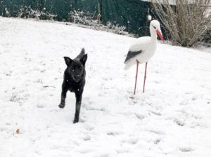 2018-11-20 Hunde im Schnee 8