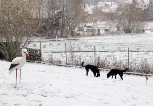2018-11-20 Hunde im Schnee 9