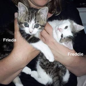 Frieda-und-Freddie-1-mit Namen-Startfoto